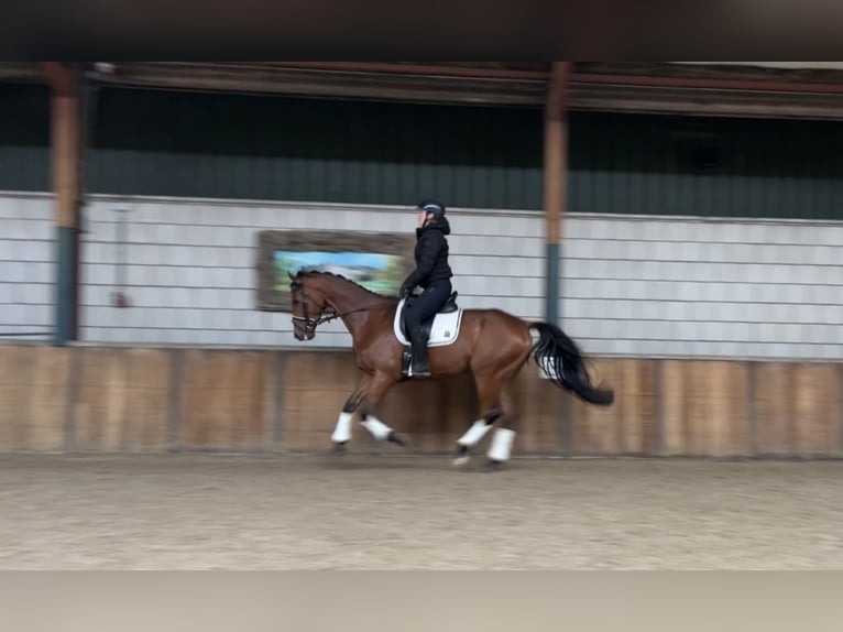 Irländsk sporthäst Valack 8 år 168 cm Brun in Oud Gastel