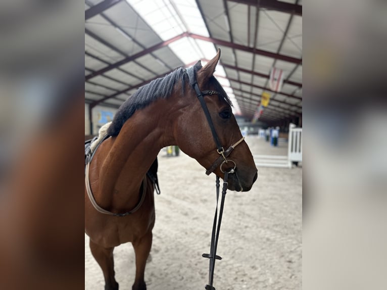 Irländsk sporthäst Valack 8 år 168 cm Brun in Oud Gastel