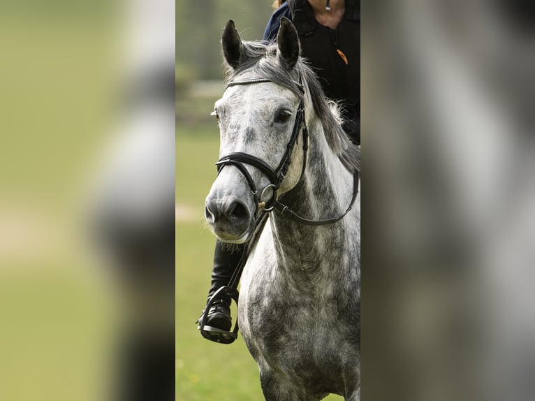 Irländsk sporthäst Valack 9 år 168 cm Gråskimmel in Hanstedt