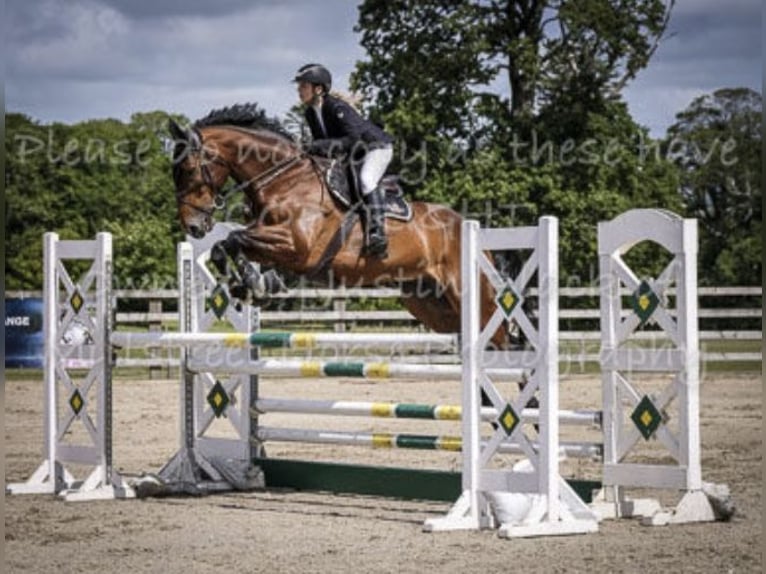 Irländsk sporthäst Valack 9 år 172 cm Brun in Nowe Dąbie