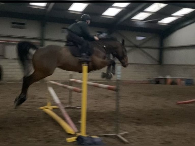 Irländsk sporthäst Valack 9 år 172 cm Brun in Nowe Dąbie