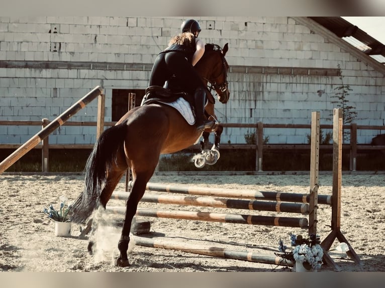 Irländskt fullblod Sto 10 år 165 cm Brun in Landesbergen