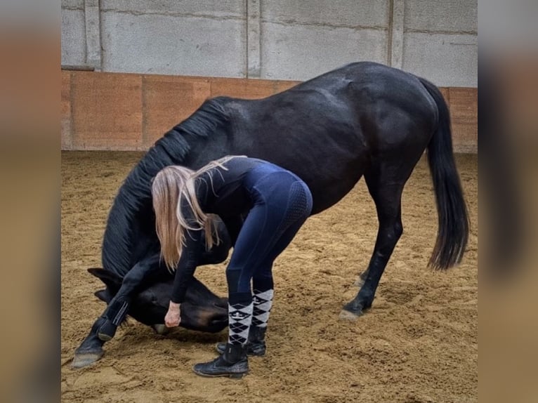 Irländskt fullblod Sto 10 år 165 cm Svart in Petersberg