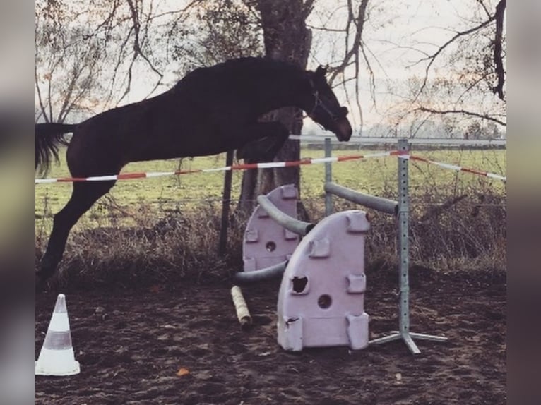 Irländskt fullblod Sto 12 år 167 cm Brun in Vechelde