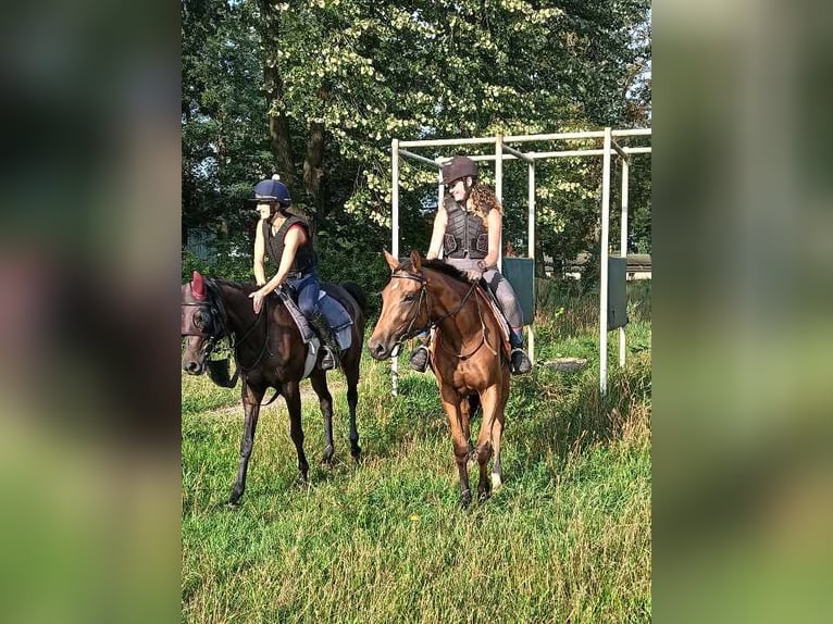 Irländskt fullblod Sto 2 år 158 cm Brun in kungsör