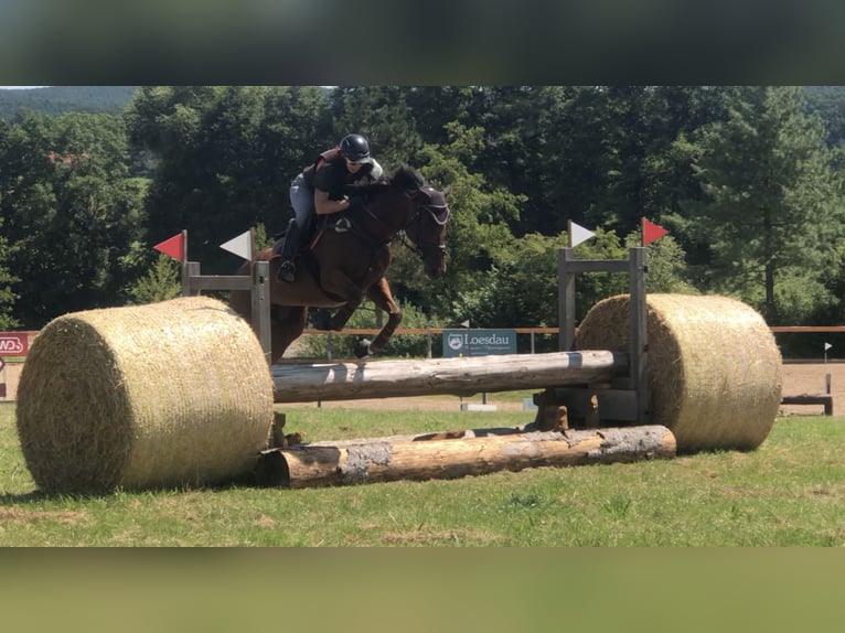 Irländskt fullblod Sto 6 år 168 cm Brun in Mainbernheim