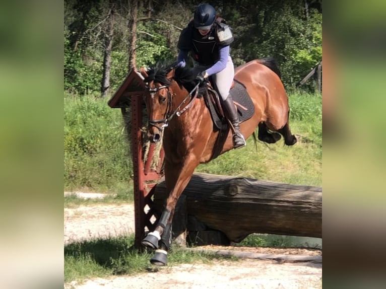 Irländskt fullblod Sto 6 år 168 cm Brun in Mainbernheim