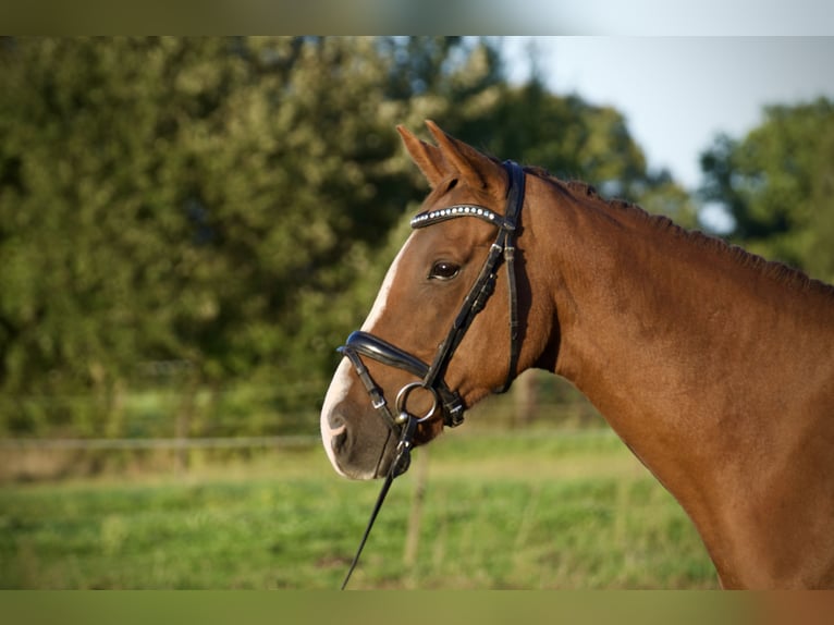 Irländskt fullblod Sto 7 år 155 cm fux in Tornesch