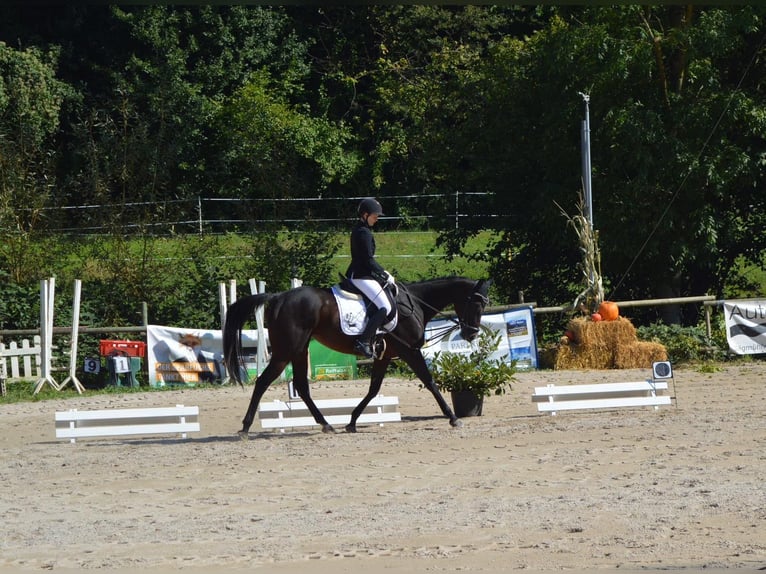 Irländskt fullblod Sto 7 år 165 cm Mörkbrun in Kämpfelbach