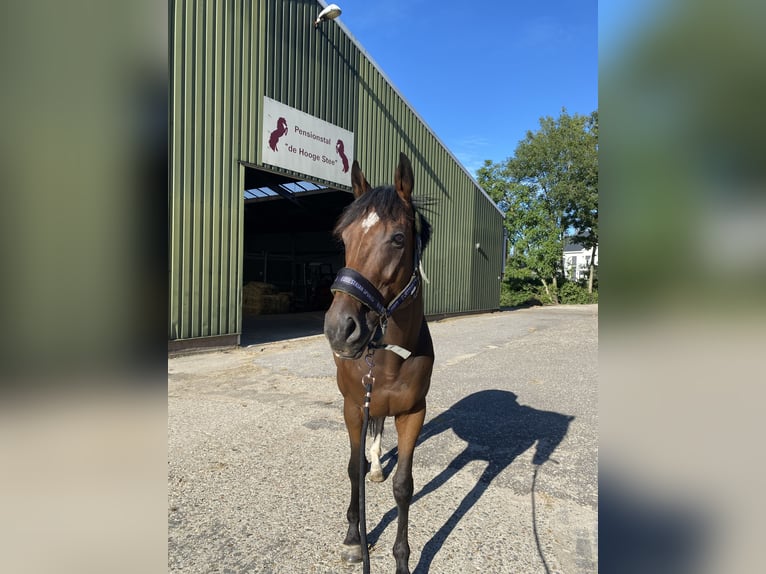 Irländskt fullblod Valack 5 år 160 cm Brun in Schiedam