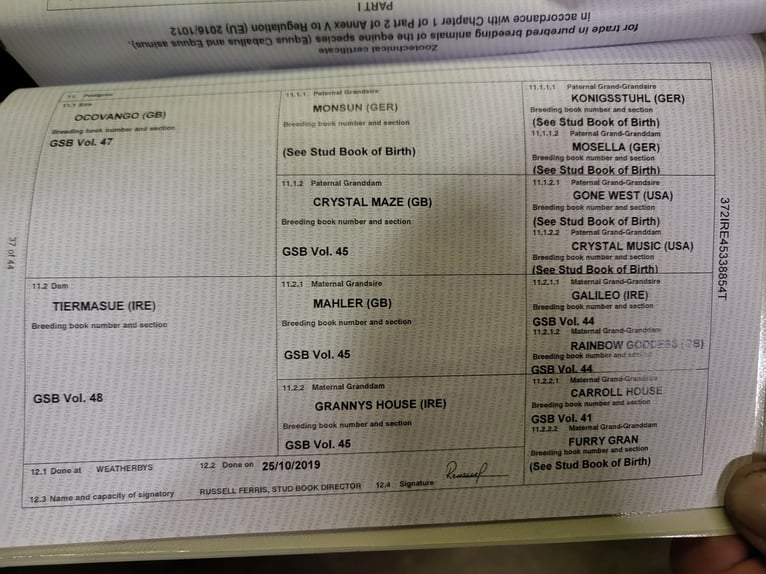 Irländskt fullblod Valack 5 år 165 cm Mörkbrun in Hecklingen