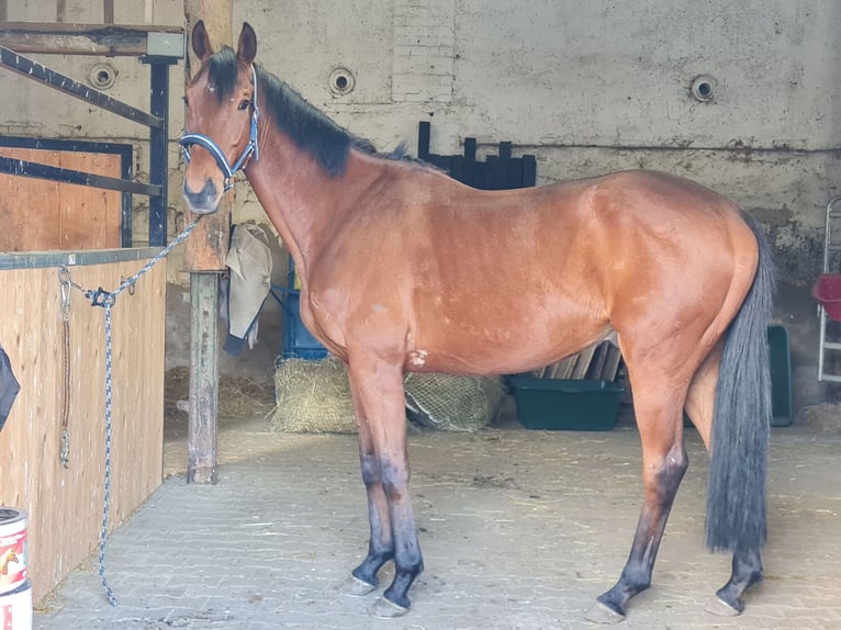 Irländskt fullblod Valack 6 år 163 cm Brun in Elsteraue