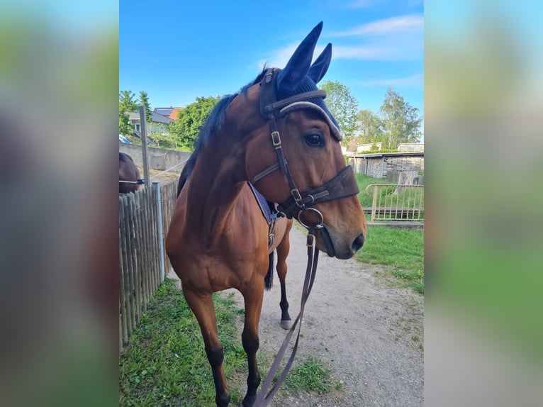 Irländskt fullblod Valack 6 år 163 cm Brun in Elsteraue