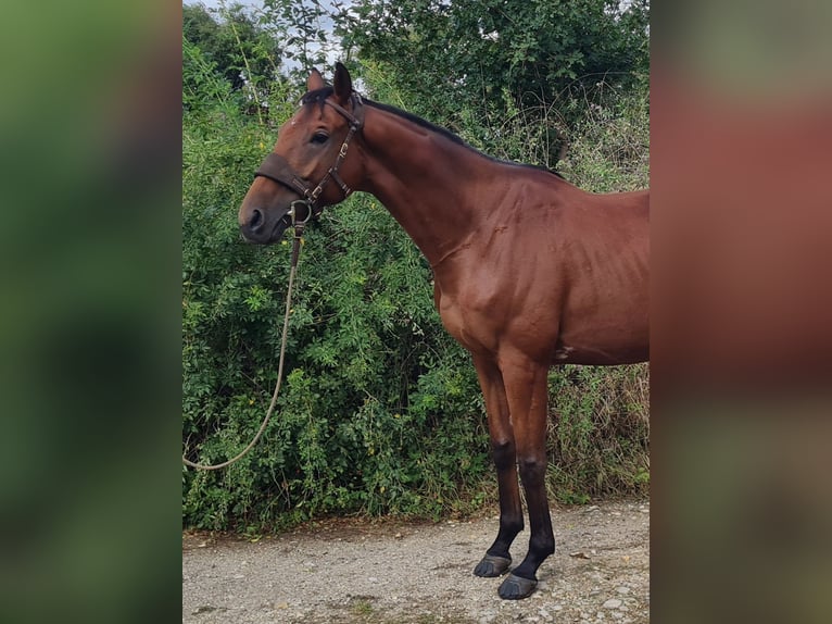 Irländskt fullblod Valack 6 år 163 cm Brun in Elsteraue