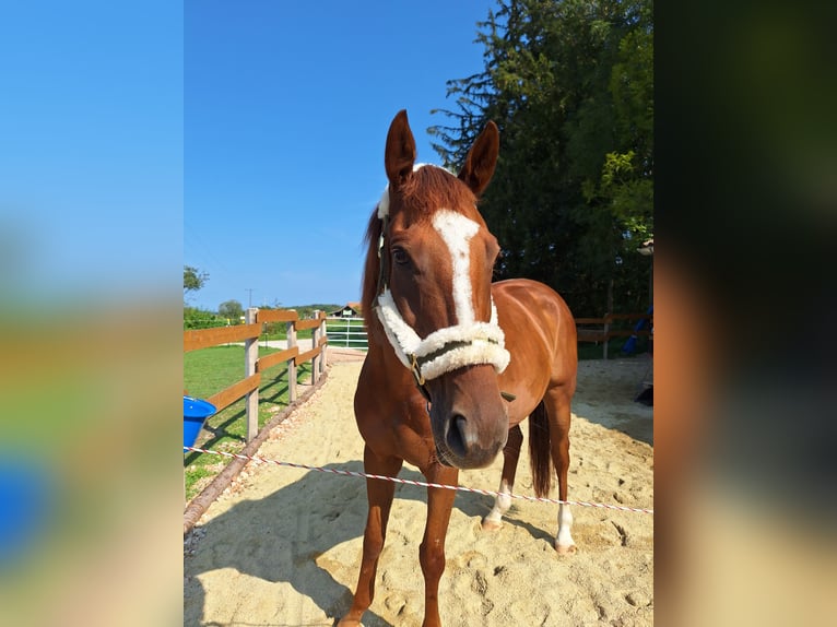 Irländskt fullblod Valack 6 år 165 cm fux in Pähl