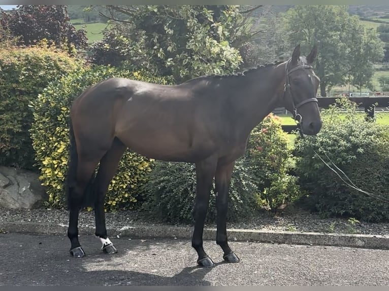 Irländskt fullblod Valack 6 år 165 cm Mörkbrun in Down