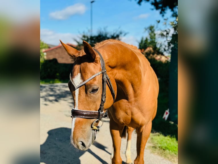 Irländskt fullblod Valack 6 år 166 cm Fux in Mladá Boleslav