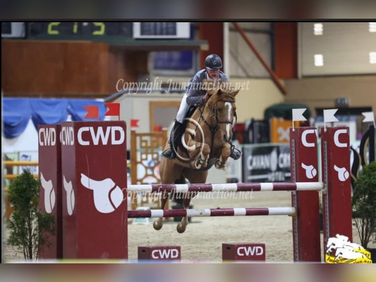 Irlandzki koń sportowy Mix Klacz 10 lat 148 cm Ciemnokasztanowata in co kerry