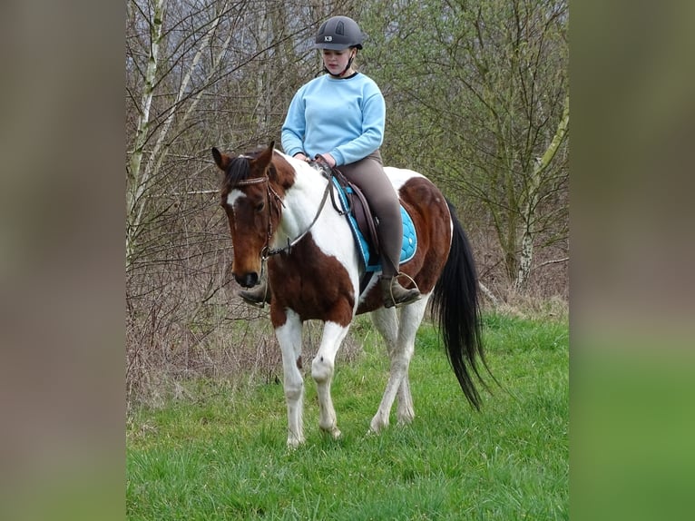 Irlandzki koń sportowy Mix Klacz 10 lat 153 cm Srokata in Weißenthurm
