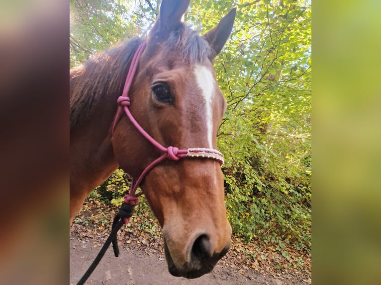Irlandzki koń sportowy Mix Klacz 10 lat 160 cm Gniada in Jever