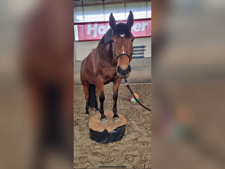 Irlandzki koń sportowy Klacz 10 lat 161 cm Gniada in Hamminkeln