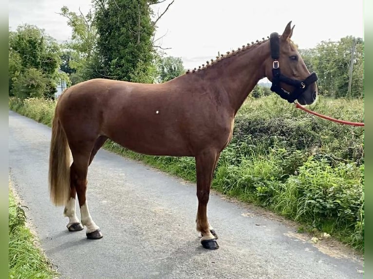 Irlandzki koń sportowy Klacz 10 lat 163 cm Ciemnokasztanowata in Sligo