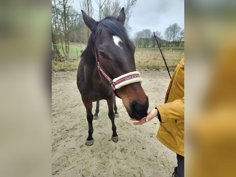 Irlandzki koń sportowy Klacz 10 lat 164 cm Ciemnogniada in Olsberg