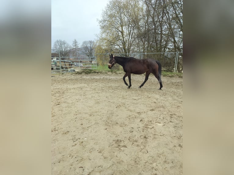 Irlandzki koń sportowy Klacz 10 lat 164 cm Ciemnogniada in Olsberg