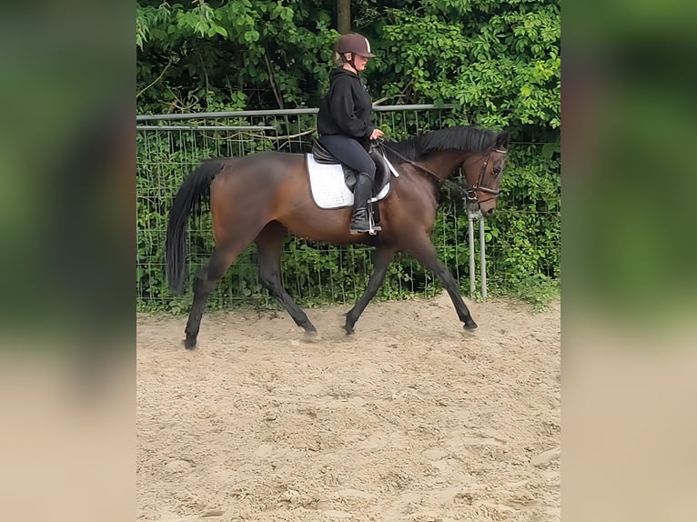Irlandzki koń sportowy Klacz 10 lat 165 cm Gniada in Lage
