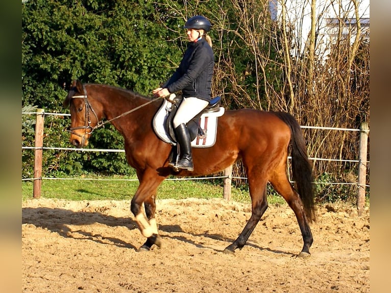 Irlandzki koń sportowy Klacz 11 lat 154 cm Gniada in Velpke