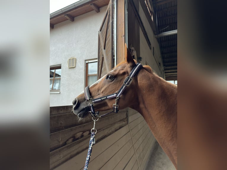 Irlandzki koń sportowy Klacz 11 lat 156 cm Kasztanowata in Giengen an der Brenz