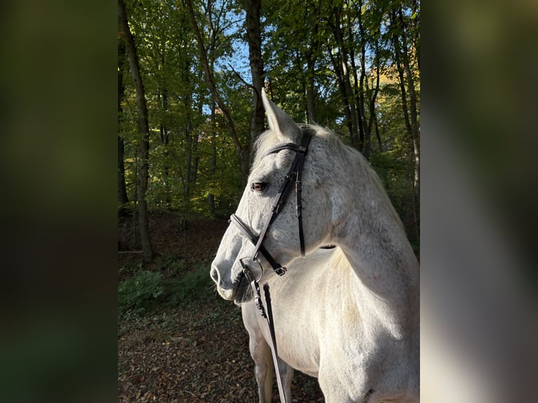 Irlandzki koń sportowy Klacz 11 lat 163 cm Siwa w hreczce in Marburg