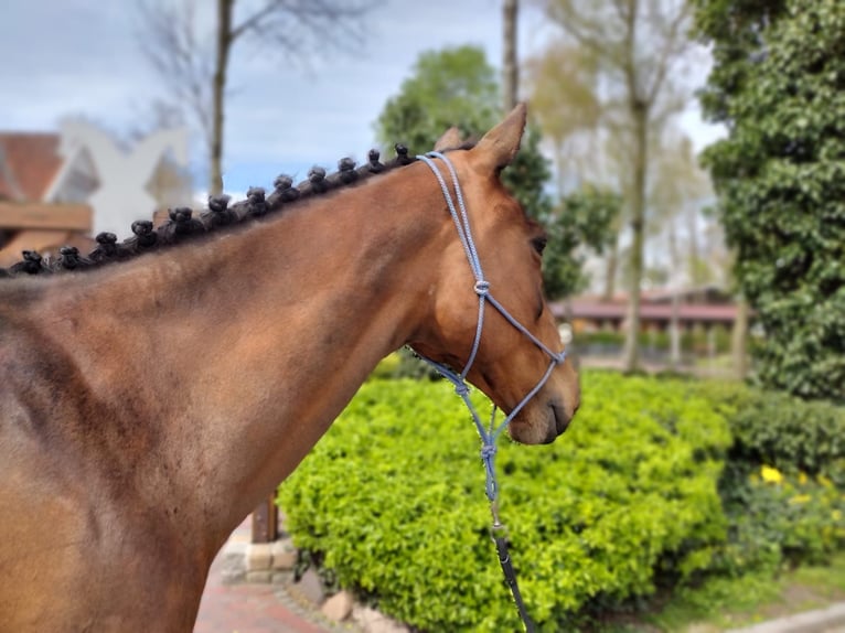 Irlandzki koń sportowy Klacz 11 lat 165 cm Gniada in Eggermühlen