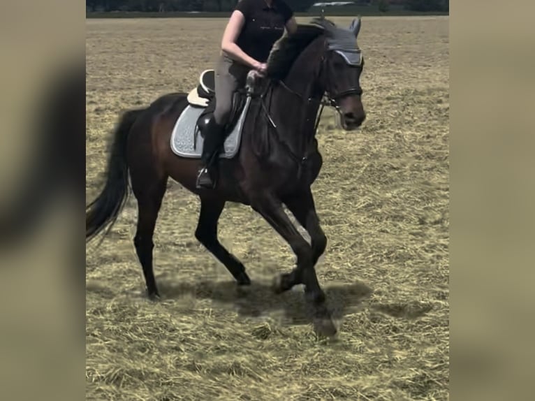 Irlandzki koń sportowy Klacz 11 lat 169 cm Gniada in Sch&#xF6;ppenstedt