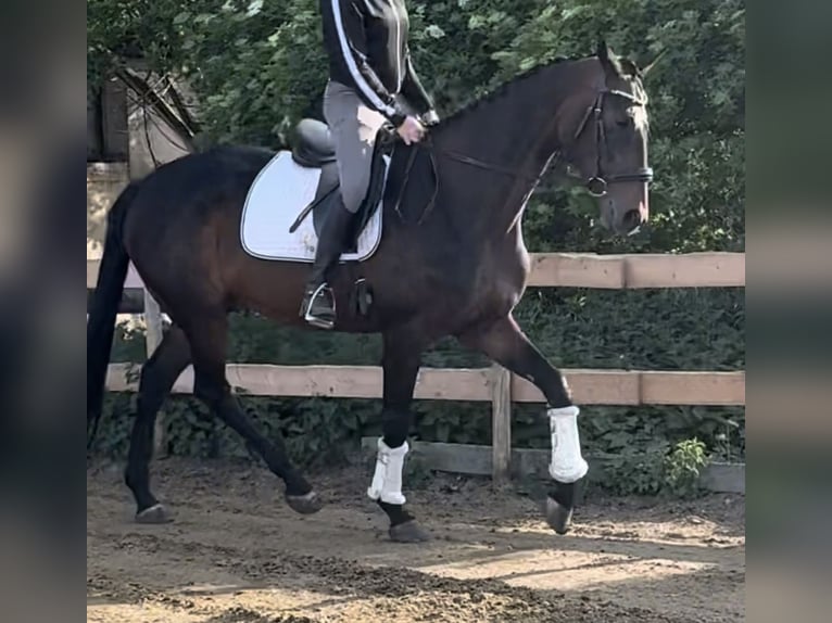 Irlandzki koń sportowy Klacz 11 lat 169 cm Gniada in Sch&#xF6;ppenstedt