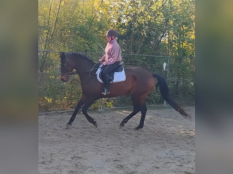 Irlandzki koń sportowy Klacz 11 lat 173 cm Ciemnogniada in Lage