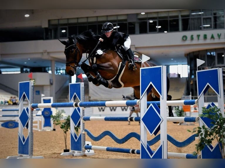 Irlandzki koń sportowy Klacz 11 lat 173 cm Gniada in Düsseldorf