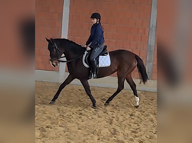 Irlandzki koń sportowy Klacz 12 lat 158 cm Gniada in Lage