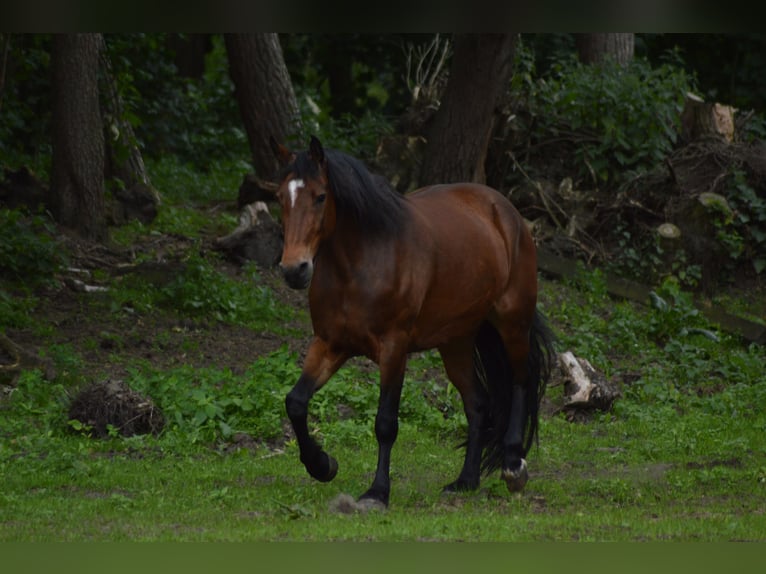 Irlandzki koń sportowy Klacz 12 lat 159 cm Gniada in Hatten