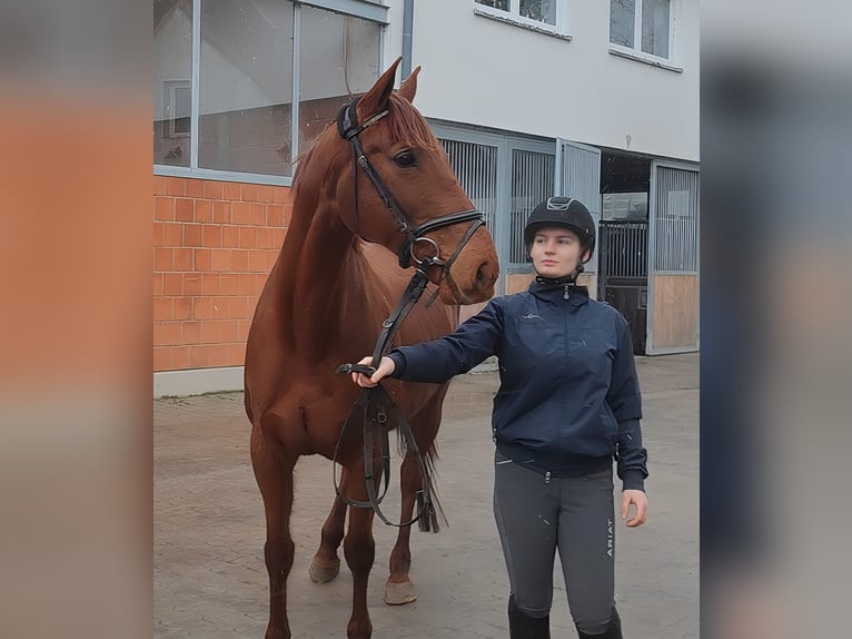 Irlandzki koń sportowy Klacz 12 lat 160 cm Ciemnokasztanowata in Lage