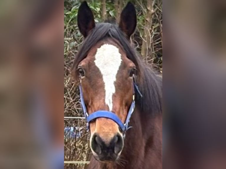 Irlandzki koń sportowy Klacz 12 lat 160 cm Gniada in Norderstedt
