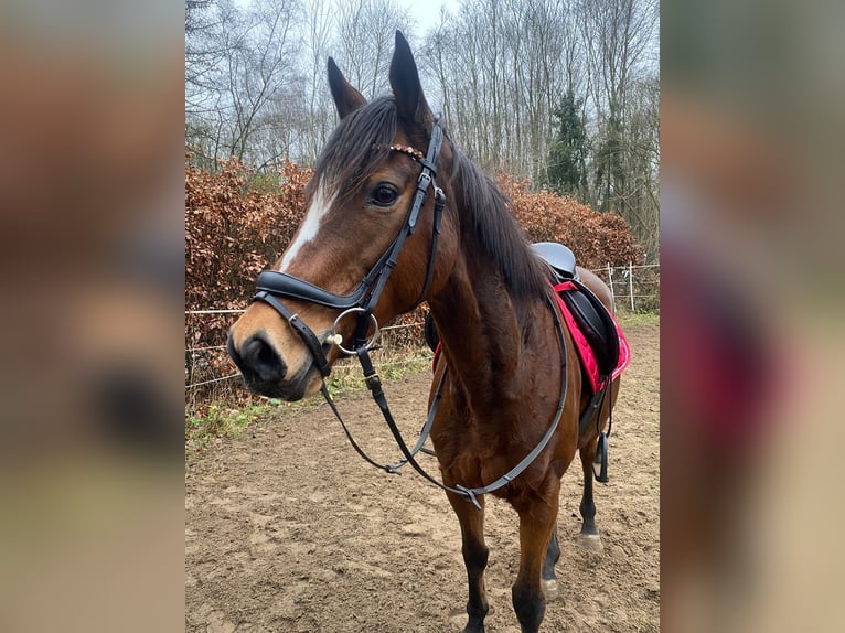 Irlandzki koń sportowy Klacz 12 lat 160 cm Gniada in Norderstedt