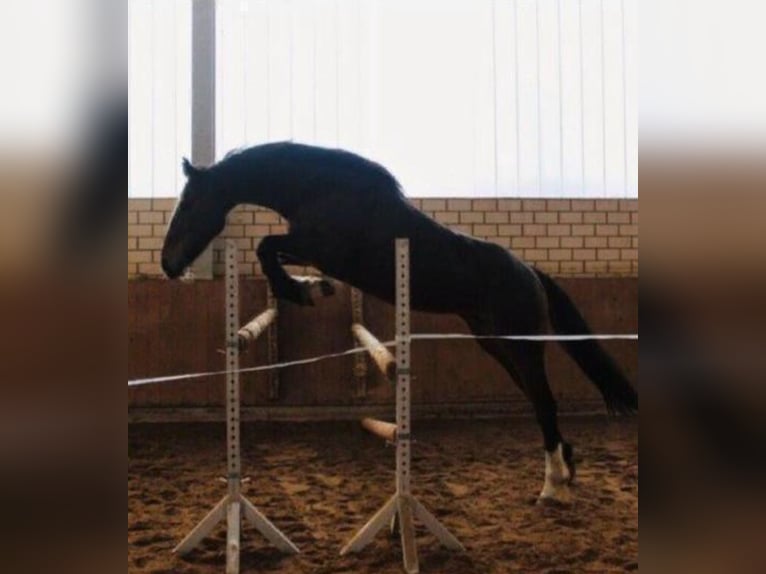 Irlandzki koń sportowy Klacz 12 lat 160 cm Gniada in Ebsdorfergrund