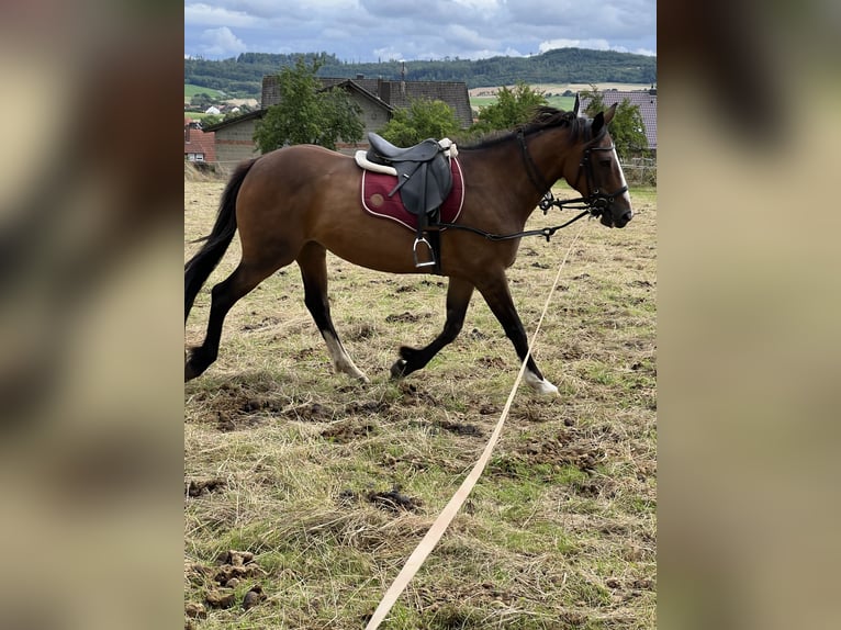 Irlandzki koń sportowy Klacz 12 lat 160 cm Gniada in Ebsdorfergrund