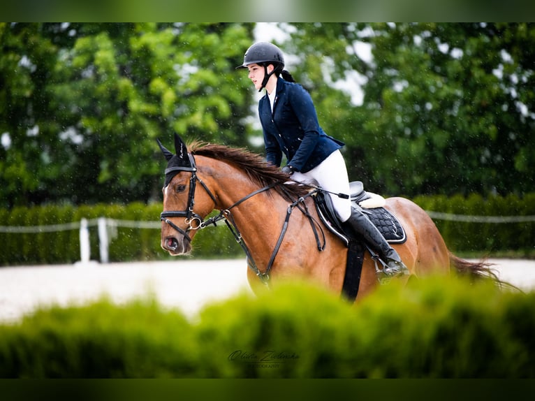 Irlandzki koń sportowy Klacz 12 lat 167 cm in Je&#x17C;&#xF3;w