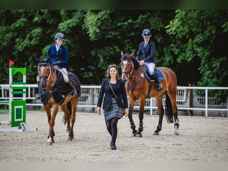 Irlandzki koń sportowy Klacz 12 lat 167 cm in Je&#x17C;&#xF3;w