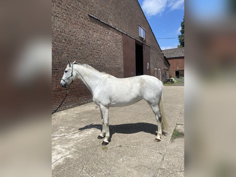Irlandzki koń sportowy Klacz 12 lat 167 cm Siwa in Harelbeke