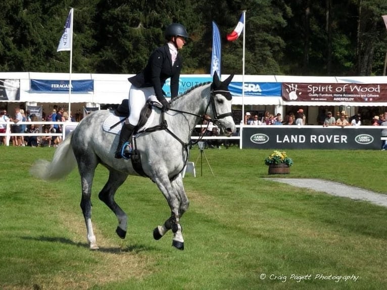 Irlandzki koń sportowy Klacz 12 lat 167 cm Siwa in Harelbeke