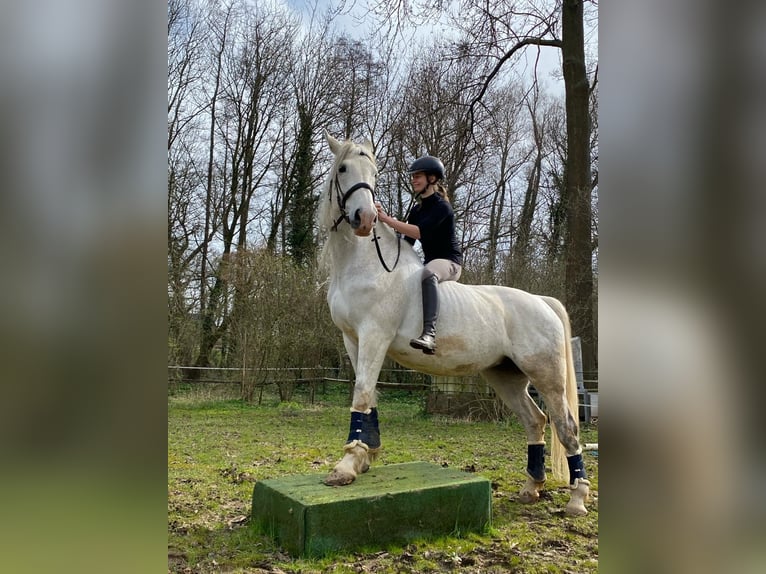 Irlandzki koń sportowy Klacz 12 lat 169 cm Siwa in Vettweiß