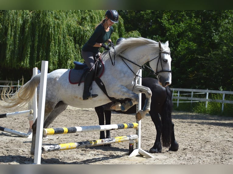 Irlandzki koń sportowy Klacz 12 lat 169 cm Siwa in Vettweiß